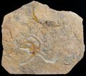 Fossil Starfish from Kaid rami, Morocco #9751-1